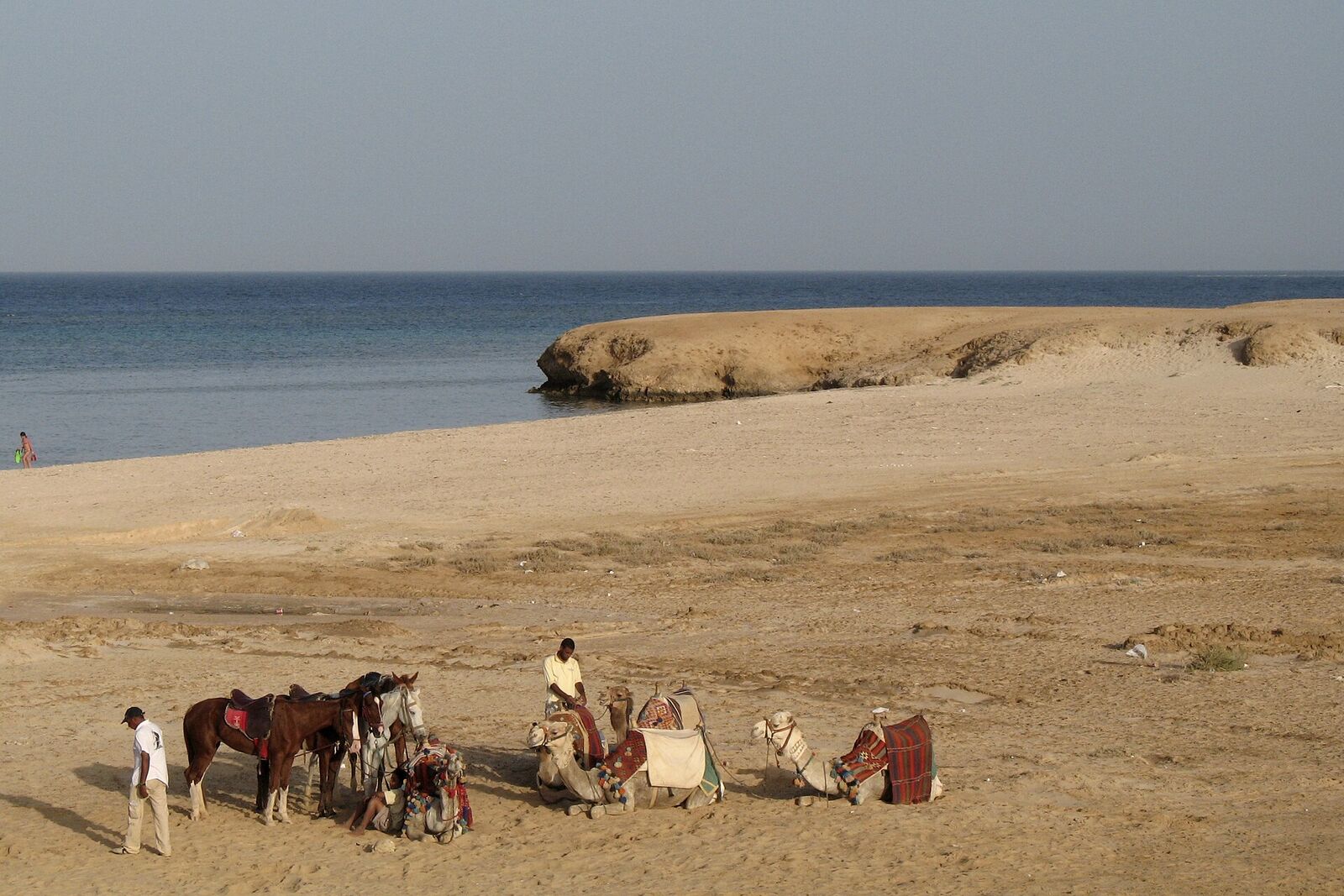 مرسى علم — سنوركلينج مع الدلافين